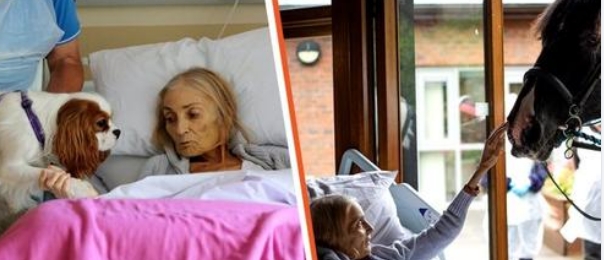 Todkranke Frau endet im Hospiz und Angestellte erfüllen ihren letzten Wunsch indem sie ihr ihr Tiere bringen